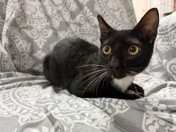 Julian -  Tuxedo Cat for Adoption in Columbia, South Carolina - Julian | PetCurious