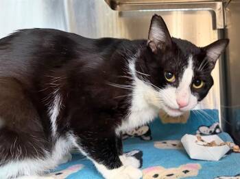 Domestic Short Hair Cats Available for Adoption in Santa Rosa, California - NERO | PetCurious
