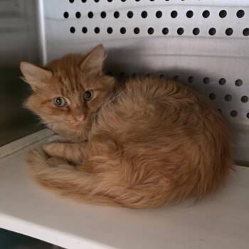 Tom Tom -  Domestic Medium Hair Cat for Adoption in Chatham, Virginia - Tom Tom | PetCurious