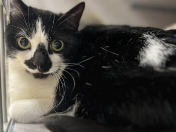 Domestic Short Hair Cats Available for Adoption in Aliquippa, Pennsylvania - LUNA | PetCurious