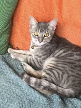 Domestic Short Hair Cats Available for Adoption in Denver, Colorado - Wonton | PetCurious