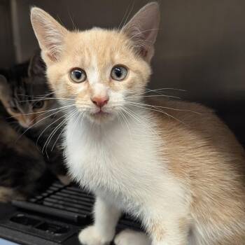 Domestic Short Hair Cats Available for Adoption in Aberdeen, Washington - Bread | PetCurious