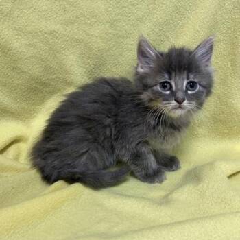 Ashton (FGN) -  Domestic Long Hair and Domestic Short Hair Cat Available for Adoption in Janesville, Wisconsin - Ashton (FGN) | PetCurious