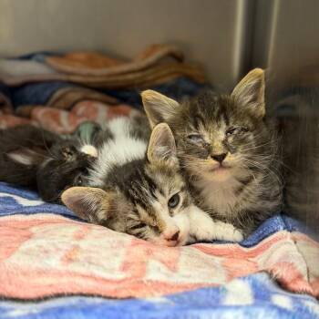 Katty -  Domestic Medium Hair Cat for Adoption in Fort Smith, Arkansas - Katty | PetCurious