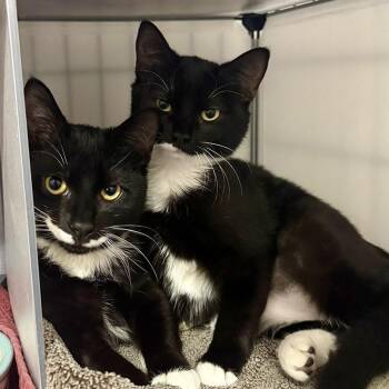 Nova & Cosmo (bonded pair) -  Domestic Short Hair Cat for Adoption in Alexandria, Virginia - Nova & Cosmo (bonded Pair) | PetCurious