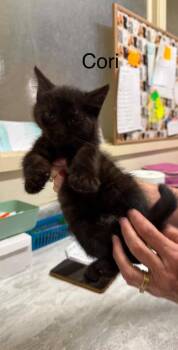 Cori -  Domestic Short Hair Cat for Adoption in Plattsburgh, New York - Cori | PetCurious