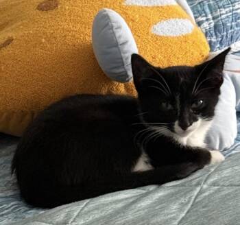 Rosie -  Tuxedo Cat for Adoption in Cuyahoga Falls, Ohio - Rosie | PetCurious