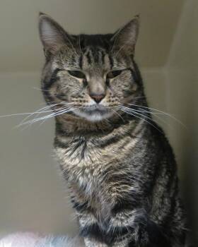 BENY -  Tiger Cat for Adoption in Taunton, Massachusetts - BENY | PetCurious