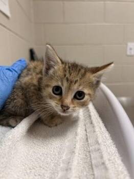 Petunia -  Domestic Short Hair Cat for Adoption in Fairfax, Virginia - Petunia | PetCurious