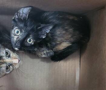GINGER -  Domestic Short Hair Cat for Adoption in Dallas, Texas - GINGER | PetCurious