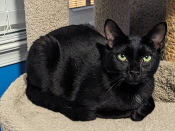 Rescue Domestic Short Hair Cats for Adoption in Greensboro, North Carolina - Ella Sheppard | PetCurious