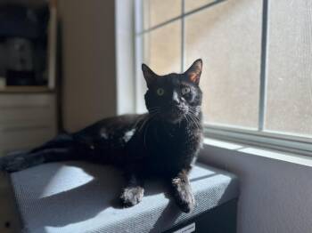 Rescue Domestic Short Hair Cats for Adoption in Chandler, Arizona - Professor Fuzzbottom | PetCurious
