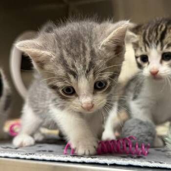Domestic Short Hair Cats Available for Adoption in Jacksboro, Tennessee - Max | PetCurious