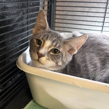 Rescue Domestic Short Hair Cats for Adoption in Hinesville, Georgia - Koen | PetCurious