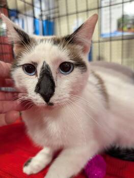 Siamese Cats Available for Adoption - Pepper | PetCurious