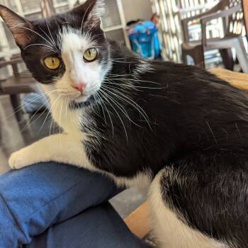 Rescue Domestic Short Hair Cats for Adoption in Tylertown, Mississippi - Phantom | PetCurious