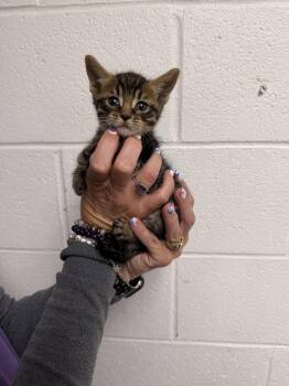 Tator Tot -  Domestic Short Hair Cat for Adoption in Sanford, North Carolina - Tator Tot | PetCurious