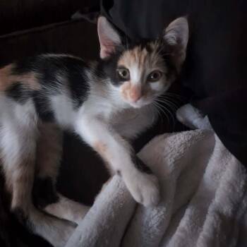 Calico and Domestic Short Hair Cats Available for Adoption in Antioch, California - Sunset | PetCurious