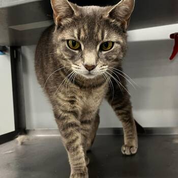 Domestic Short Hair Cats Available for Adoption in North Haven, Connecticut - Mama Betsy | PetCurious