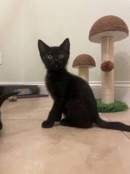 Domestic Short Hair Cats Available for Adoption in Zephyrhills, Florida - Mason | PetCurious