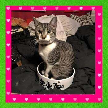 Rescue Domestic Short Hair Cats for Adoption in Madison, Wisconsin - Rogue | PetCurious