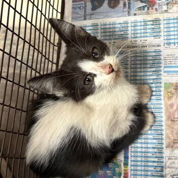Lilith -  Domestic Short Hair Cat for Adoption in Yuma, Arizona - Lilith | PetCurious