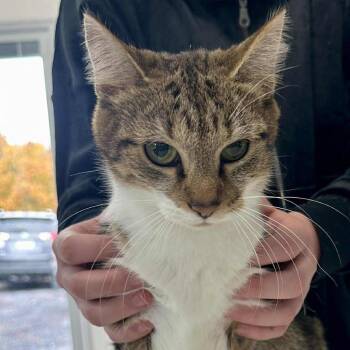 Rescue Domestic Short Hair Cats for Adoption in Woodstock, Virginia - Lucy Lansberry | PetCurious