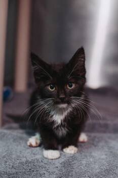 93881A  Bitsy -  Domestic Short Hair Cat for Adoption in North Charleston, South Carolina - 93881A  Bitsy | PetCurious