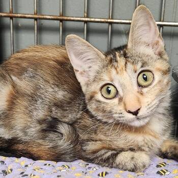 Waffles K46576 -  Domestic Short Hair Cat for Adoption in Corsicana, Texas - Waffles K46576 | PetCurious