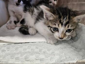 Domestic Short Hair Cats Available for Adoption in Palmetto, Florida - A135573 | PetCurious