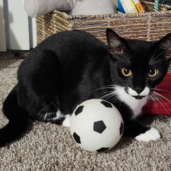 Smudge -  Domestic Short Hair Cat for Adoption in Lutz, Florida - Smudge | PetCurious