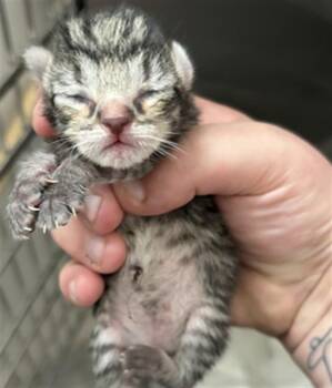BOY 2 -  Domestic Short Hair Cat for Adoption in Houston, Texas - BOY 2 | PetCurious