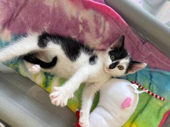 Hotspot -  Domestic Short Hair Cat for Adoption in Berkeley, California - Hotspot | PetCurious