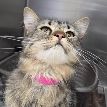 Rebecca -  Domestic Short Hair Cat for Adoption in Auburn, Alabama - Rebecca | PetCurious