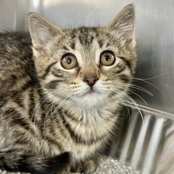 Burlington -  Domestic Short Hair Cat for Adoption in Matteson, Illinois - Burlington | PetCurious