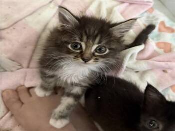 *GROOT -  Domestic Medium Hair Cat for Adoption in Woodland, California - *GROOT | PetCurious