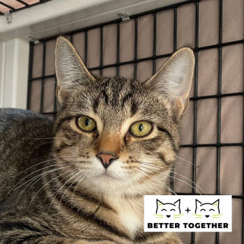 Rescue Domestic Short Hair Cats for Adoption in Chicago, Illinois - Eon | PetCurious