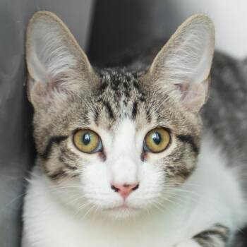 Lucy -  Domestic Short Hair Cat for Adoption in Middletown, Rhode Island - Lucy | PetCurious