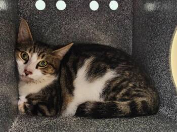 Spinner -  Domestic Short Hair Cat for Adoption in Athens, Tennessee - Spinner | PetCurious