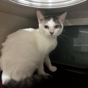 Clove -  Domestic Short Hair Cat for Adoption in Hutchinson, Minnesota - Clove | PetCurious