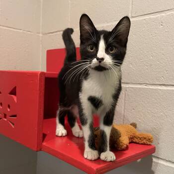Ceasar -  Domestic Short Hair Cat for Adoption in Columbus, Indiana - Ceasar | PetCurious