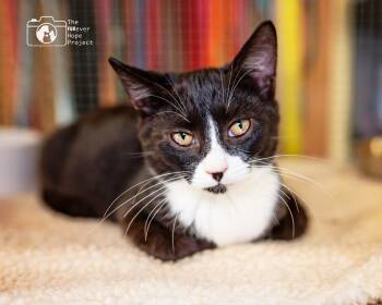 Rescue Domestic Medium Hair Cats for Adoption in Crescent City, Florida - LaLa | PetCurious