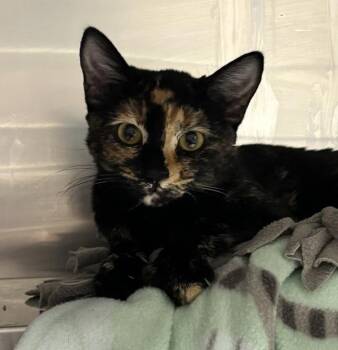 Reese -  Domestic Short Hair Cat for Adoption in Golden, Colorado - Reese | PetCurious