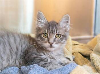 ALBERTO -  Domestic Medium Hair Cat for Adoption in Martinez, California - ALBERTO | PetCurious