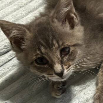 Rhino -  Domestic Short Hair Cat for Adoption in Chattanooga, Tennessee - Rhino | PetCurious