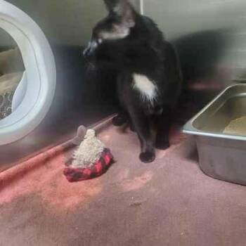 Banana Pudding -  Domestic Short Hair Cat for Adoption in Memphis, Tennessee - Banana Pudding | PetCurious