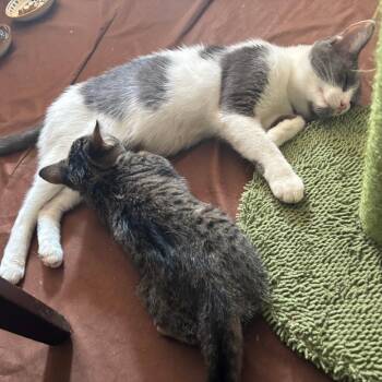 Luna Loretta -  Domestic Short Hair Cat for Adoption in Wheeling, Illinois - Luna Loretta | PetCurious