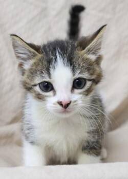 Pawffin -  Domestic Short Hair Cat for Adoption in Thief River Falls, Minnesota - Pawffin | PetCurious