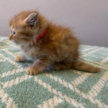 IVHS-STRAY-139872 -  Domestic Short Hair Cat for Adoption in San Gabriel, California - IVHS-STRAY-139872 | PetCurious