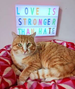Tabby Cats Available for Adoption - Pervical Augustus Flamehart | PetCurious